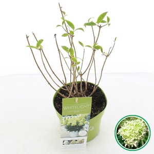 Hydrangea pan. 'Whitelight'® C2 (17cm.)
