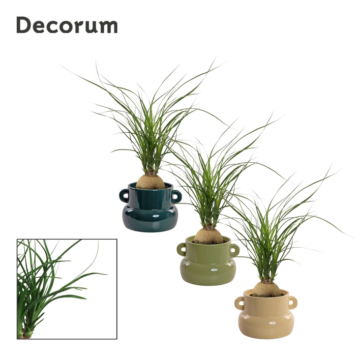 Beaucarnea bol 9 cm in Lucy (Top blend-collection)