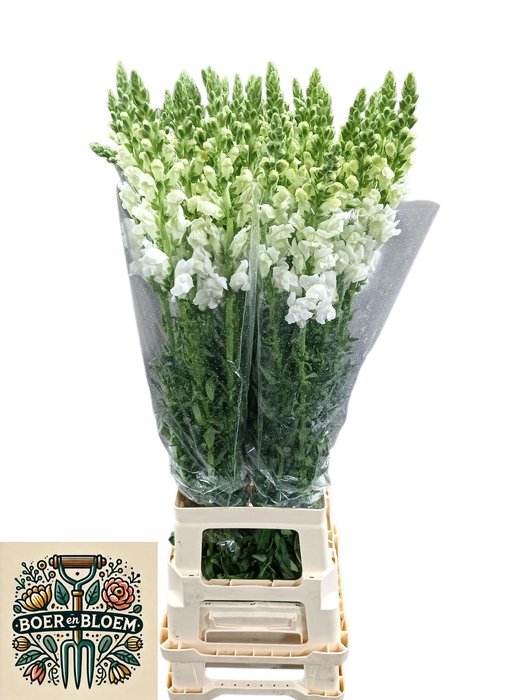 <h4>ANTIR POTO EARL WHIT</h4>