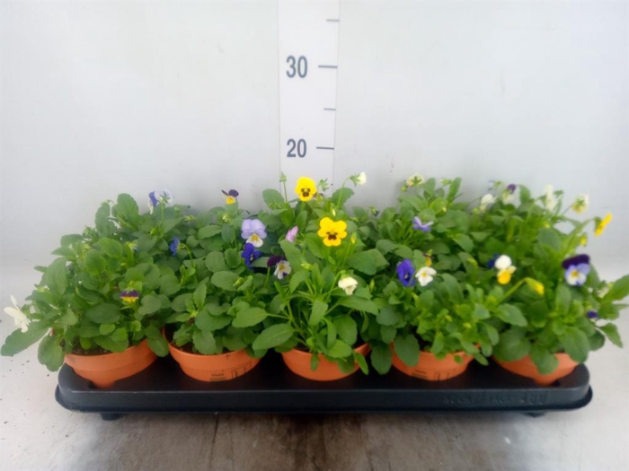 <h4>Viola corn.   ...mix</h4>