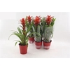 Guzm Allura In Rood Keramiek Pot