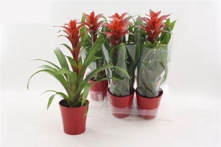 <h4>Guzm Allura In Rood Keramiek Pot</h4>