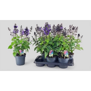 SALVIA LAKE BLUEBERR