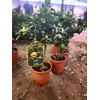 Citrus limetta 'Pursha'