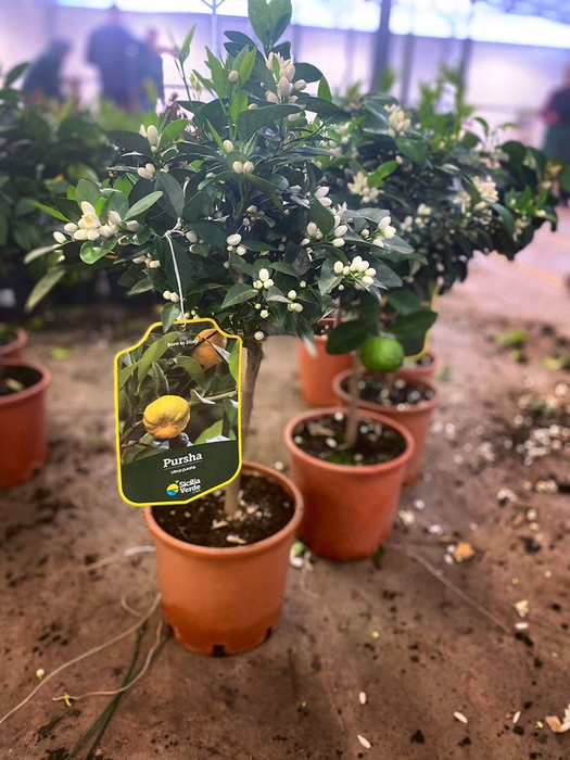 Citrus limetta 'Pursha'