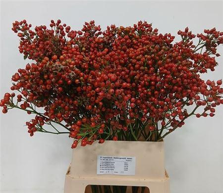 <h4>Rosa Mag Sunset</h4>