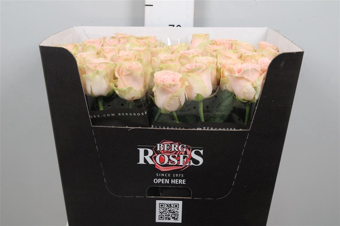 <h4>R Gr Doris Day</h4>