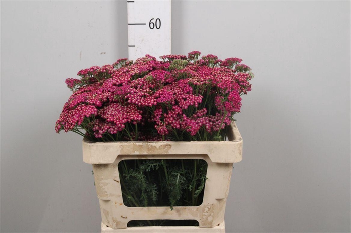 <h4>Achil M Mcl Purple</h4>