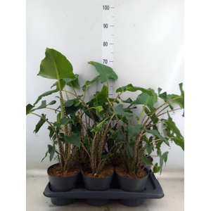 Alocasia zebrina 'Siberian Tiger'