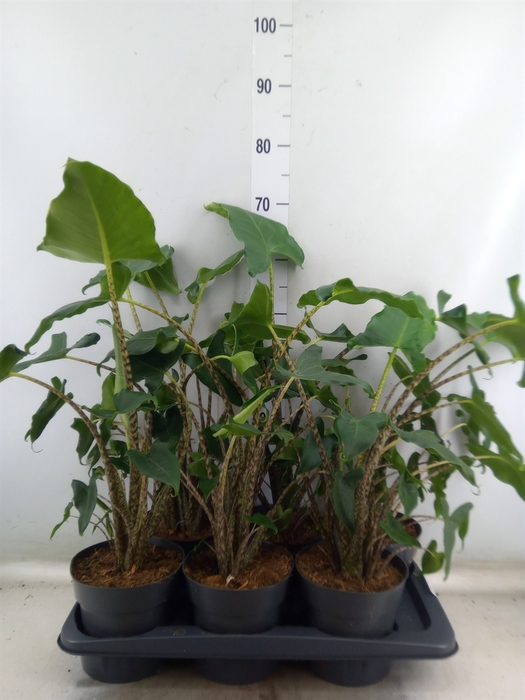 <h4>Alocasia zebrina 'Siberian Tiger'</h4>