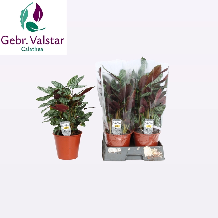 <h4>CTENANTHE COMPACTSTA</h4>