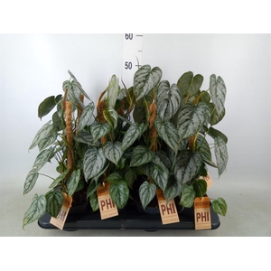 Philodendron brandtianum