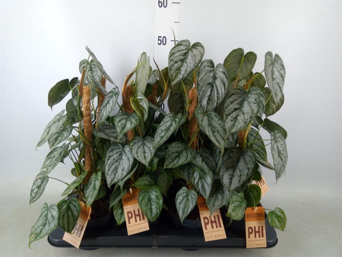 <h4>Philodendron brandtianum</h4>
