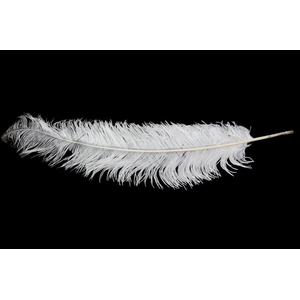 Feather ostrich white 5st/bunch