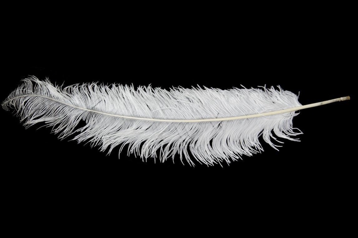 <h4>Feather ostrich white 5st/bunch</h4>