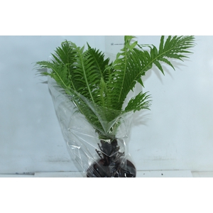 BLECHNUM GIBBUM SILVER LADY P17