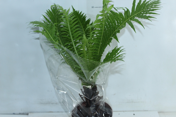 <h4>BLECHNUM GIBBUM SILVER LADY P17</h4>