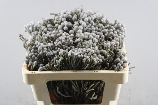 <h4>Brun Laevis</h4>