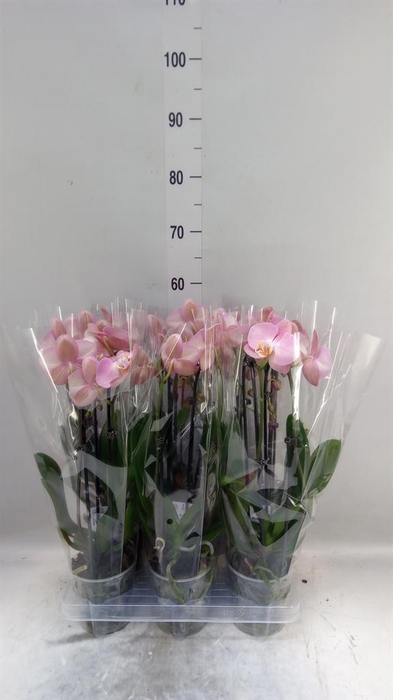 <h4>Phalaenopsis  'Elegant Cascade'</h4>