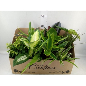 Planten Groen   ...mix 12