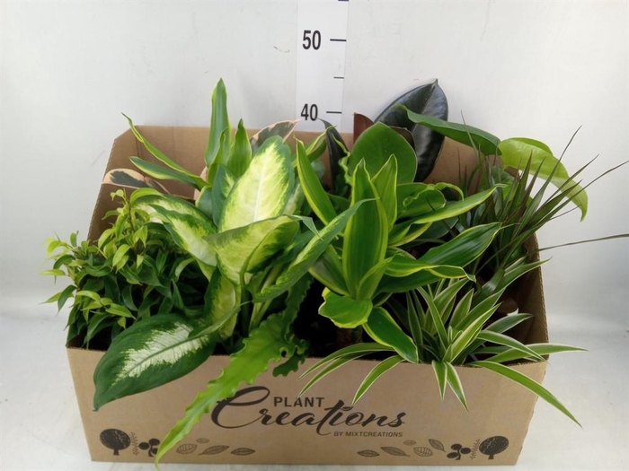 <h4>Planten Groen   ...mix 12</h4>