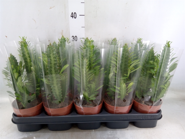 <h4>Euphorbia trigona</h4>