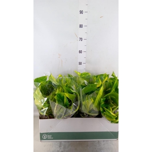 Epipremnum pinn. 'Aureum'