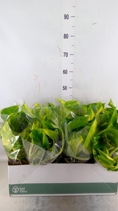 <h4>Epipremnum pinn. 'Aureum'</h4>