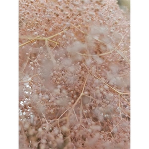 GESTABILISEERD GYPS MILLION STAR LICHTROSE