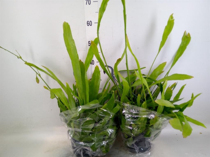 <h4>Epiphyllum   ...</h4>