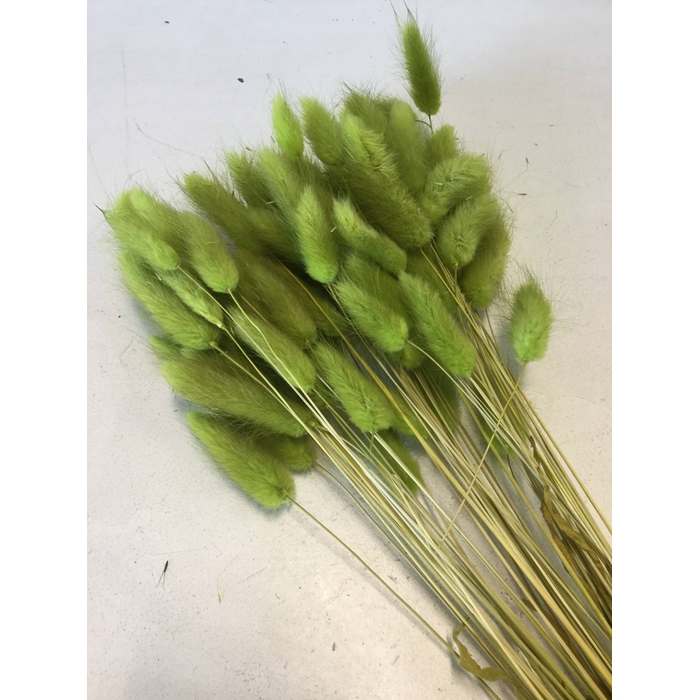 <h4>DRIED FLOWERS - LAGURUS APPLE GREEN 50GR</h4>