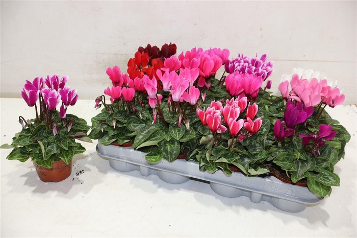 <h4>Cycl Kl Sup Micro</h4>