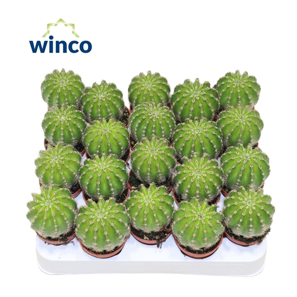 <h4>Echinopsis Multiplex</h4>