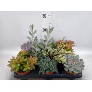 Succulents   ...
