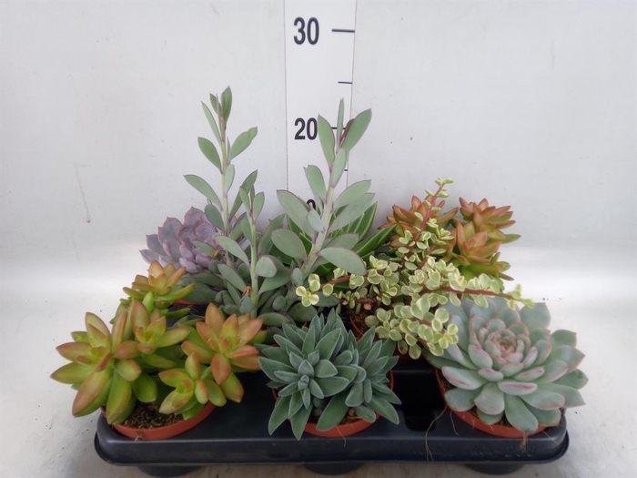 <h4>Succulents   ...</h4>