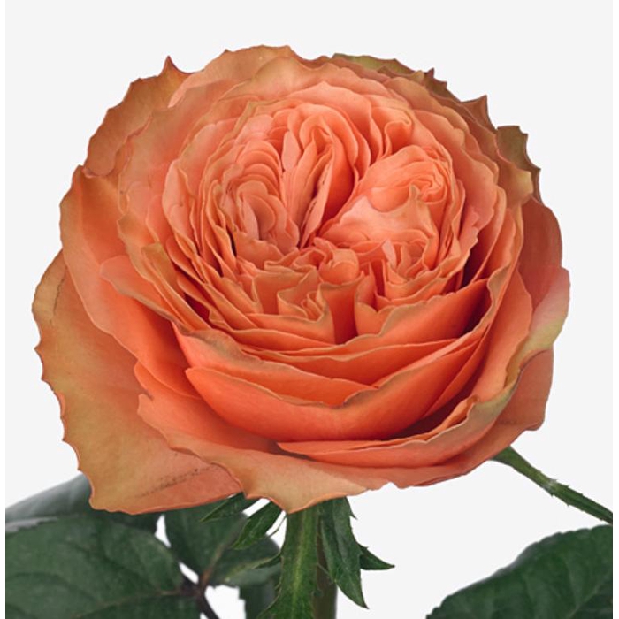 <h4>Rosa Kahala</h4>