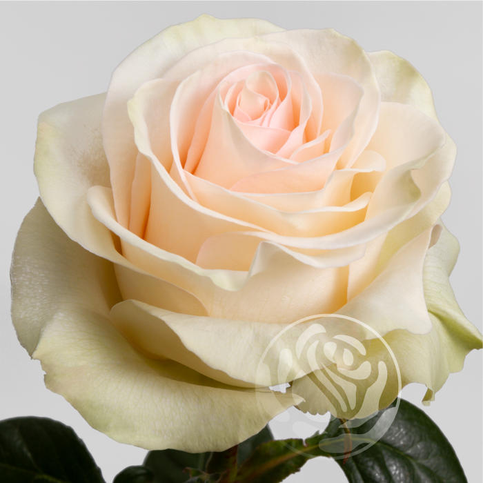 <h4>R GR PRIORITY Welyflor</h4>