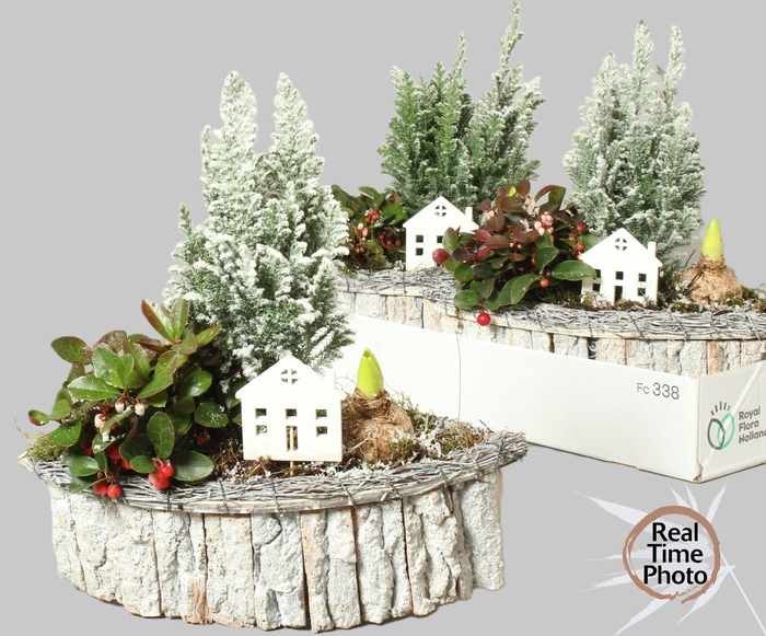 <h4>ARR TUINPLANTEN</h4>