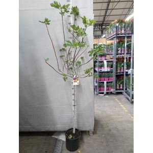 Ficus carica