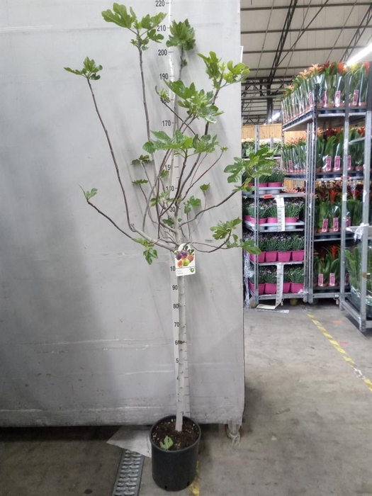 <h4>Ficus carica</h4>