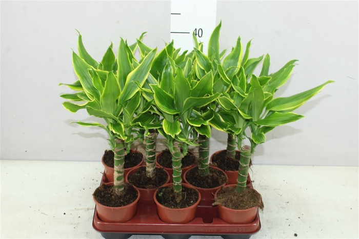 <h4>Dracaena Golden Coast 1 Stam</h4>