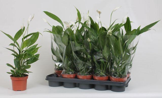 <h4>SPATH ALANA P12</h4>