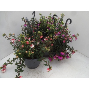 FUCHSIA MIXK