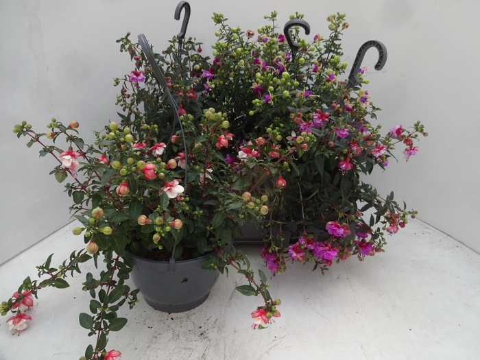 <h4>FUCHSIA MIXK</h4>