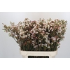 Chamelaucium Moonlight Delight