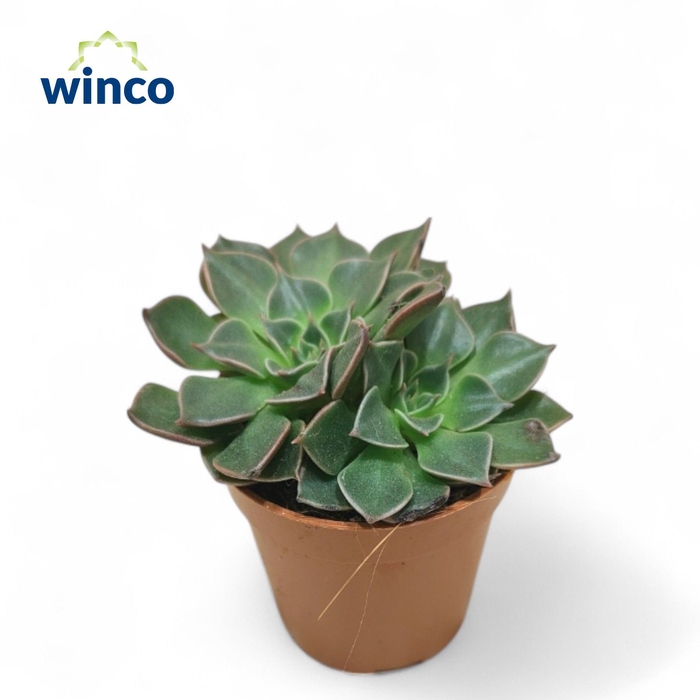 <h4>Graptopetalum Bellus Tacticus</h4>