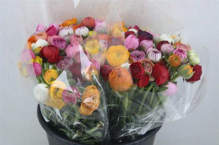 <h4>Ran Elegance Mixed</h4>