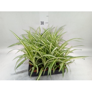 Chlorophytum cos. 'Atlantic'