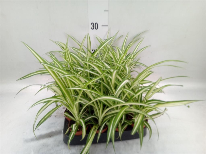 <h4>Chlorophytum cos. 'Atlantic'</h4>