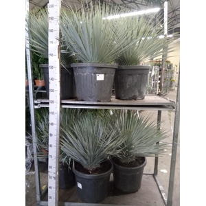 Yucca rostrata